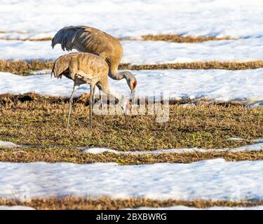 Two sandhill cranes (Antigone canadensis) in field at sunset with snow and grass Stock Photo