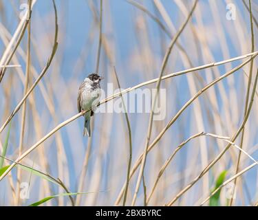 A passerine Common Reed Bunting, Emberiza schoeniclus perching on a reed at a nature reserve in the UK Stock Photo