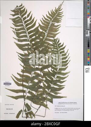 Asplenium obscurum Blume Asplenium obscurum Blume. Stock Photo