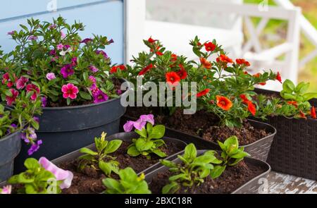 Calibrachoa and petunia seedlings with colorful flowers are in pots. Gardening background photo Stock Photo