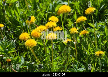 Yellow dandelions in bloom are on a green meadow at sunny day.  Taraxacum officinale close-up photo with selective focus Stock Photo