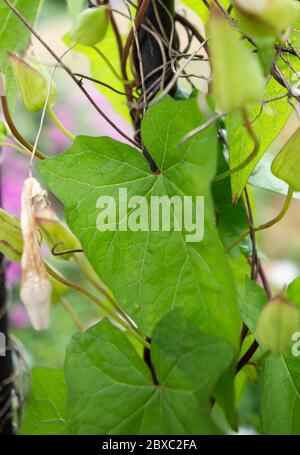 Granny pop out of bed bindweed Stock Photo