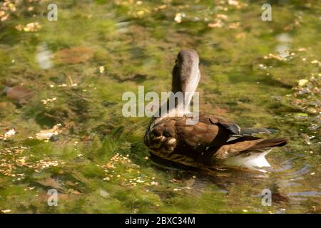 Female Mandarin duck on Keston ponds, Greater London, England, United Kingdom, Europe Stock Photo