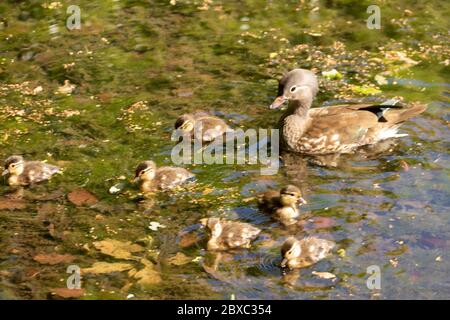 Female Mandarin duck and ducklings on Keston ponds, Greater London, England, United Kingdom, Europe Stock Photo