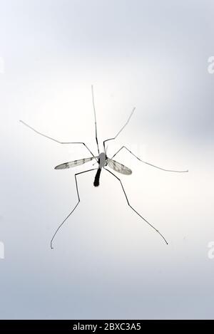 mosquito against the light on a window Stock Photo