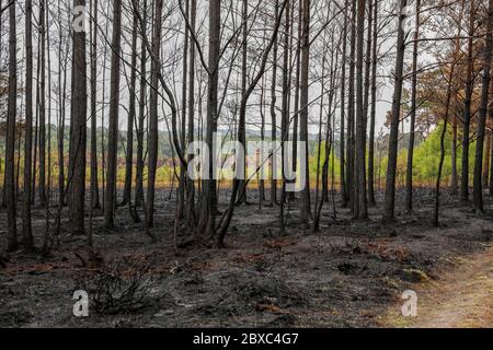 Thursley Common, Elstead. 06th June 2020. Four days after the wildfire which devastated Thursley Common was extinguished, the area was left in charred ruins. The wildfire had reportedly been started by a BBQ or a discarded cigarette on Saturday 30th May. It spread rapidly due to the tinder dry vegetation, the hot and sunny weather and the strong easterly wind. Thursley Common has always been a popular location for tourists, bird spotters and day trippers. The nature reserve was re-opened two days ago once all chance of the wildfire re-igniting had passed. Credit: james jagger/Alamy Live News Stock Photo