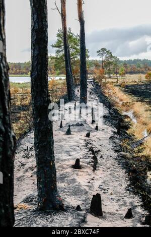 Thursley Common, Elstead. 06th June 2020. Four days after the wildfire which devastated Thursley Common was extinguished, the area was left in charred ruins. The wildfire had reportedly been started by a BBQ or a discarded cigarette on Saturday 30th May. It spread rapidly due to the tinder dry vegetation, the hot and sunny weather and the strong easterly wind. Thursley Common has always been a popular location for tourists, bird spotters and day trippers. The nature reserve was re-opened two days ago once all chance of the wildfire re-igniting had passed. Credit: james jagger/Alamy Live News Stock Photo