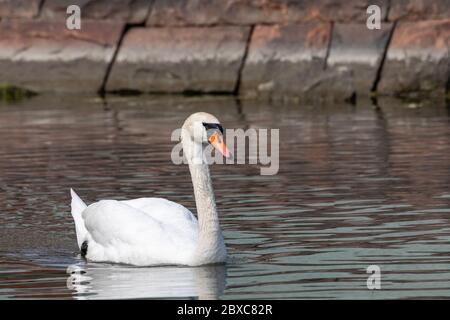 Mute swan (Cygnus olor) swimming with Kaisaniemi bank in the background in Helsinki, Finland Stock Photo