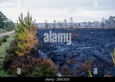 Thursley Common, Elstead. 06th June 2020. Four days after the wildfire which devastated Thursley Common was extinguished, the area was left in charred ruins. The wildfire had reportedly been started by a BBQ or a discarded cigarette on Saturday 30th May. It spread rapidly due to the tinder dry vegetation, the hot and sunny weather and the strong easterly wind. Thursley Common has always been a popular location for tourists, bird spotters and day trippers. The nature reserve was re-opened two days ago once all chance of the wildfire re-igniting had passed. Credit: james jagger/Alamy Live News Stock Photo