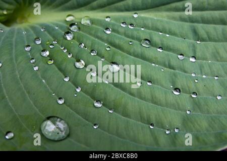 Water beads on Hosta sieboldiana leaf Stock Photo