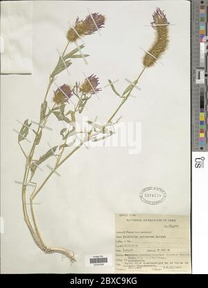 Trifolium purpureum Loisel Trifolium purpureum Loisel. Stock Photo