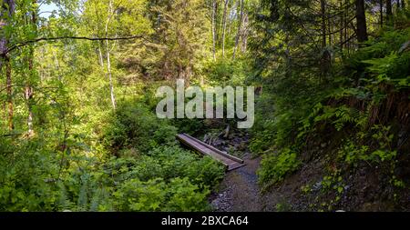 Panoramic View of a Beautiful Path in the Rain Forest Stock Photo