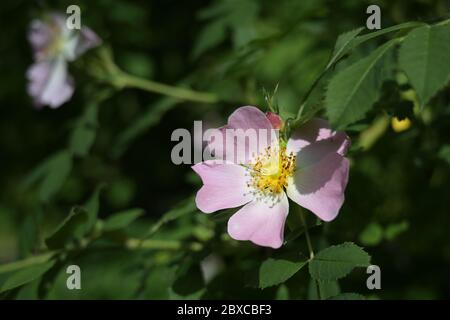 Wild rose flower with pale pink petals, yellow pollen and a shiny stigma between green leaves, fragrant food source for insects, later rose hips for b Stock Photo