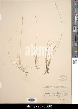Carex loliacea L Carex loliacea L. Stock Photo
