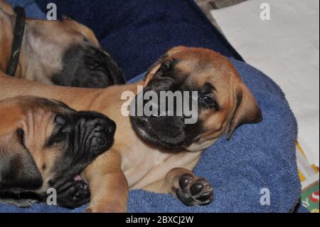 Great Dane puppies playing Stock Photo