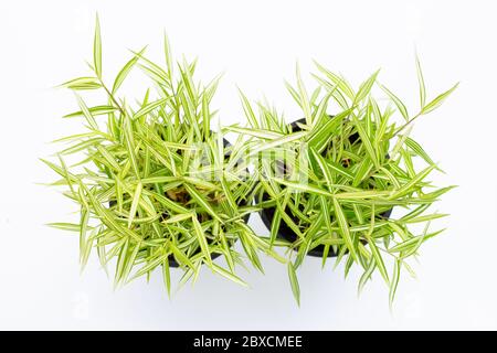 top view of bamboo plant in pot isolated on white background Stock Photo -  Alamy