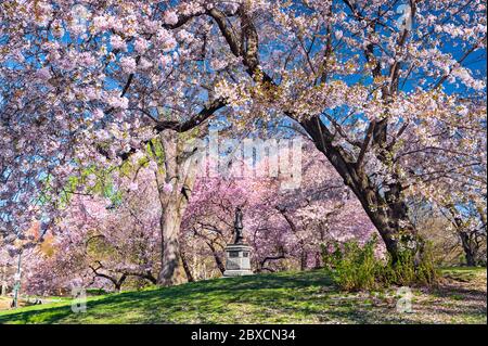 Central Park New York Spring Cherry Trees Springtime Stock Photo