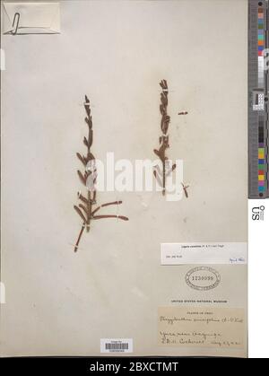 Ligaria cuneifolia Ligaria cuneifolia. Stock Photo