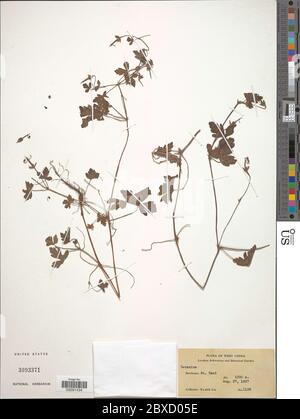 Nepal Geranium (Geranium nepalense Stock Photo - Alamy