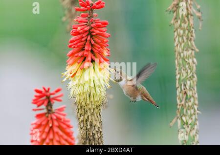 A Rufous Hummingbird gets nectar from a torch lily plant in a community garden in Redmond, Washington. Stock Photo