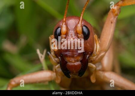 Nature Scene of giant cricket in Sabah, Borneo , Close-up image of Giant Cricket Stock Photo