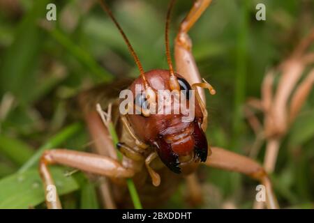 Nature Scene of giant cricket in Sabah, Borneo , Close-up image of Giant Cricket Stock Photo