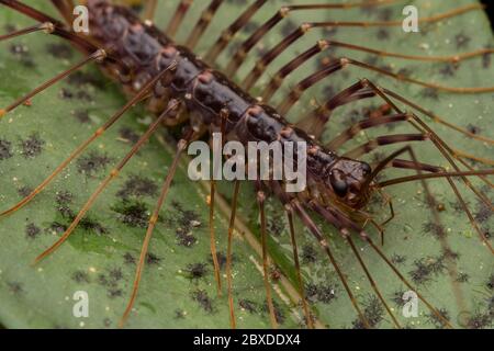 Macro image of detail a Centipede with Multiple Legs of Sabah, Borneo ...