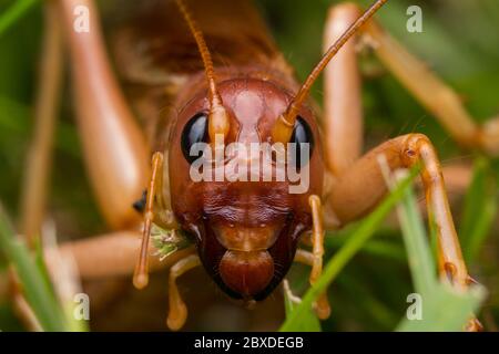 Nature Scene of giant cricket in Sabah, Borneo , Close-up image of Giant Cricket Stock Photo