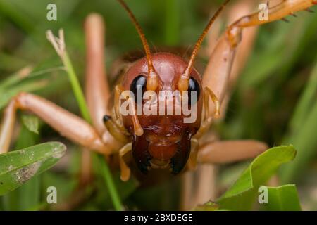 Nature Scene of giant cricket in Sabah, Borneo , Close-up image of Giant Cricket Stock Photo