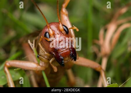 Nature Scene of giant cricket in Sabah, Borneo , Close-up image of Giant Cricket Stock Photo