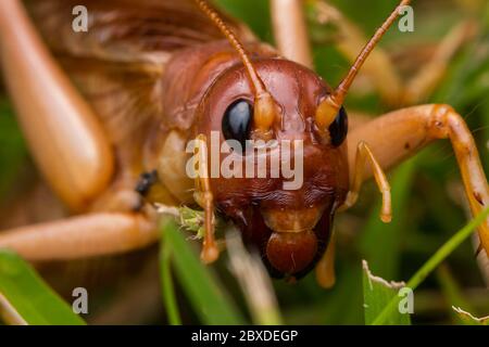 Nature Scene of giant cricket in Sabah, Borneo , Close-up image of Giant Cricket Stock Photo