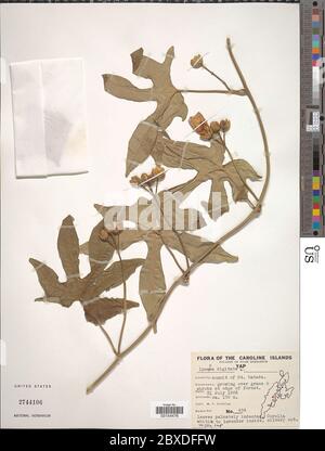 Ipomoea mauritiana Jacq Ipomoea mauritiana Jacq.