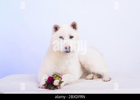 Kishu Inu white japanese beautiful dog middle size Stock Photo