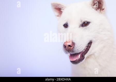 Kishu Inu white japanese beautiful dog middle size Stock Photo