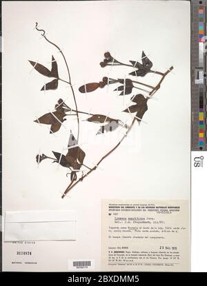 Ipomoea mauritiana Jacq Ipomoea mauritiana Jacq.