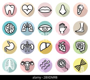 vector set of human body parts and anatomy isolated flat style icons on colorful backgrounds with shadows Stock Vector