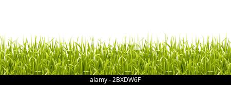 Grass Border Transparent background, Vector Illustration Stock Vector
