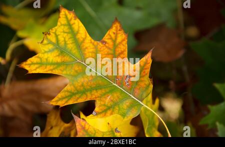 yellowed oak leaves. background of autumn leaves. selective focus Stock Photo