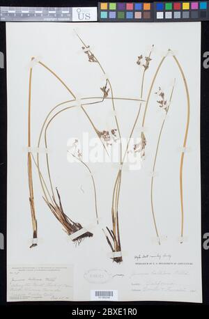 Juncus balticus Willd Juncus balticus Willd. Stock Photo