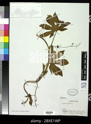 Ipomoea mauritiana Jacq Ipomoea mauritiana Jacq.