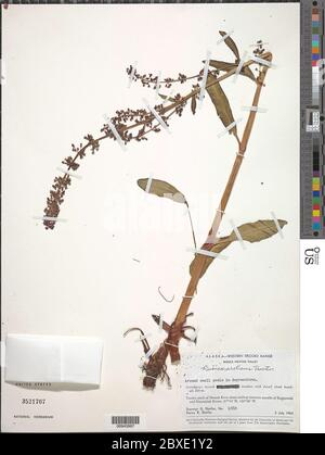 Rumex arcticus Trautv Rumex arcticus Trautv. Stock Photo