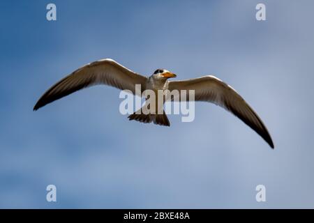 Large-billed tern (Phaetusa simplex) in flight over the Peruvian Amazon River Stock Photo
