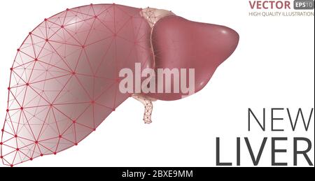 Realistic vector illustration of new human liver consisting of low-poly geometry, lines and dots isolated on white background. Perfect to use for adve Stock Vector