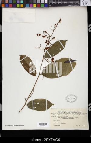 Microcos sp Microcos sp Stock Photo - Alamy