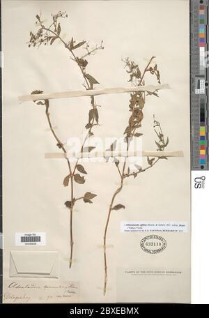 Oldenlandia affinis subsp fugax Vatke Verdc Oldenlandia affinis subsp fugax Vatke Verdc. Stock Photo