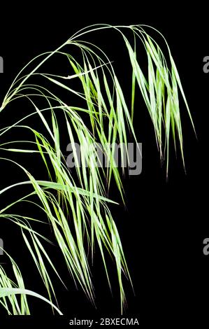 Cheatgrass (Bromus tectorum) during spring green-up Stock Photo