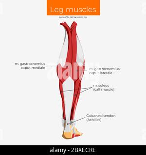 Posterior view of the human right leg, showing the muscles of the hip