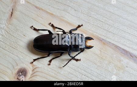 Hardwood Stump Borer beetle isolated on a flat section of wood board.
