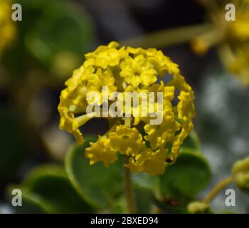 An inflorescence of tiny yellow flowers of yellow sand verbena (Abronia latifolia) on the dunes in Moss Landing, California Stock Photo