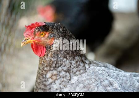 Close up of chickens in the coop. Hen in a farmyard - selective focus Stock Photo